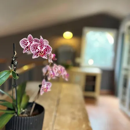 Costa Brava Quiet With Private Pool And Jacuzzi Villa Santa Cristina d'Aro